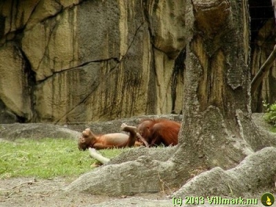 Orangutang sex in the forest