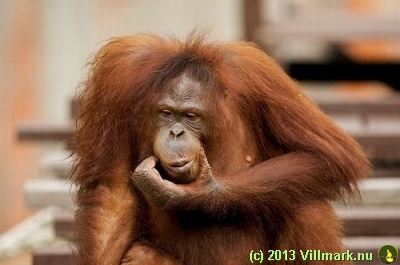 Orangutang pondering