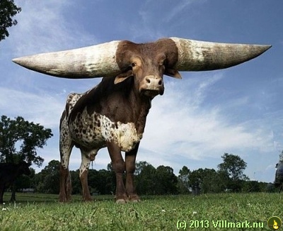 Ox with biig horns