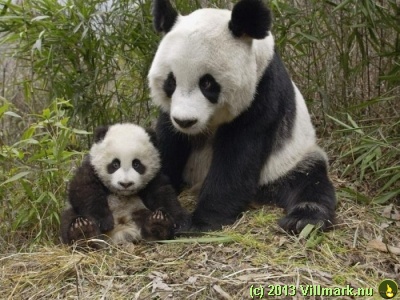 Panda mom with child