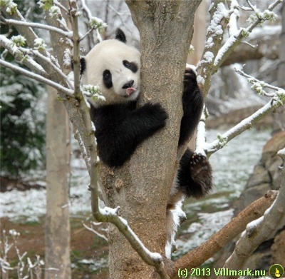 Panda climbing