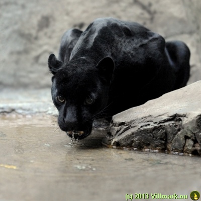 Black panther drinking