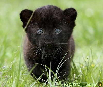 Black panther baby