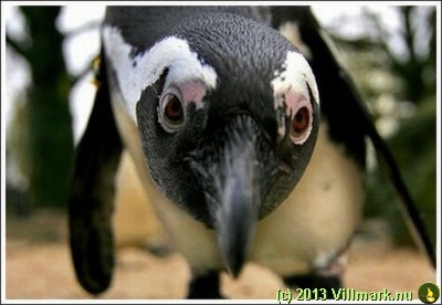 Curious pinguin