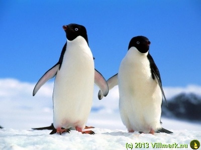 Pinguin couple holding hands