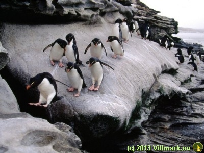 Pinguin pack on the move