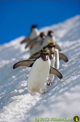 Pinguins sledging