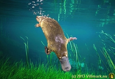 Platypus under water
