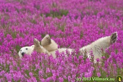 Polar bear in flowery