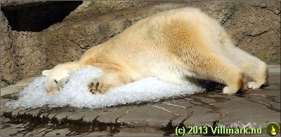 Polar bear found some ice