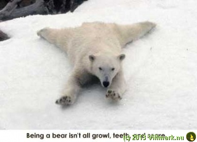 Polar bear sledging