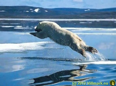 Polar bear hunting fish