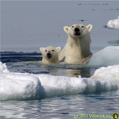 Polar bears taking a bath