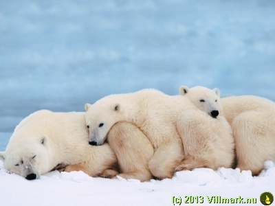 Polar bears snoozing