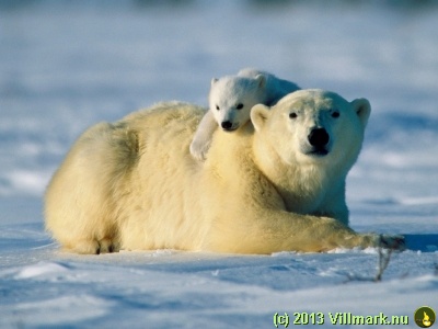 Polar bear mom with child