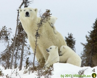 Polar bear mom with children