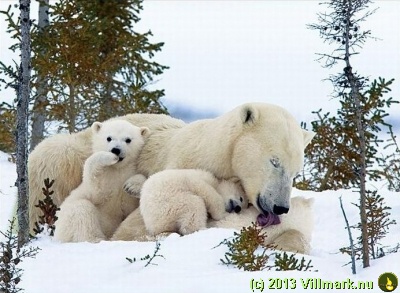 Polar bear mom with children