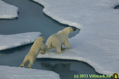 Polar bears crossing water