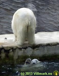 Polar bear shower