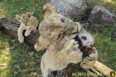 Cougar babies climbing