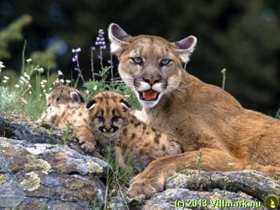 Cougar mom with child