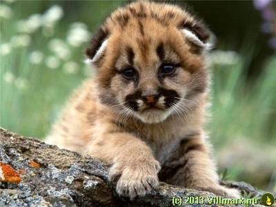 Cougar baby