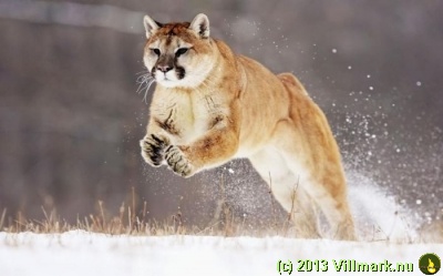 Cougar in the snow