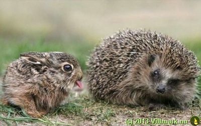 Rabbit teasing a hedgehog