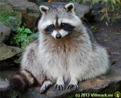 Racoon sitting on a rock