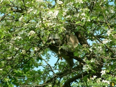 Racoon hiding in a tree