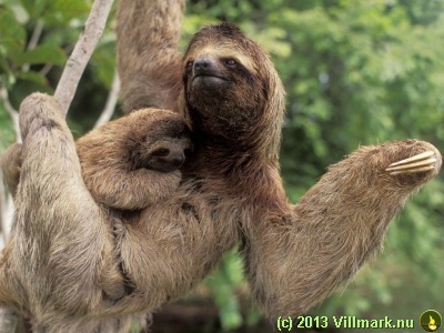 Three toed sloth with baby