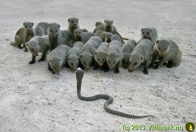Snake: Outnumbered