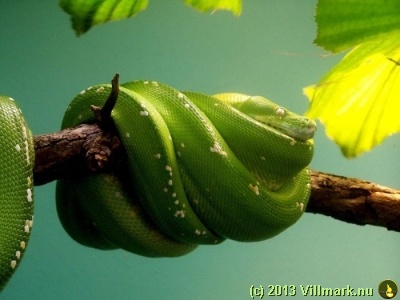 Snake on a branch