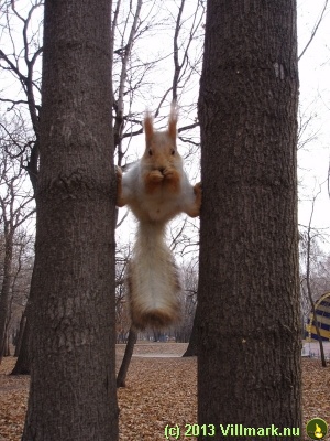 Squirrel split