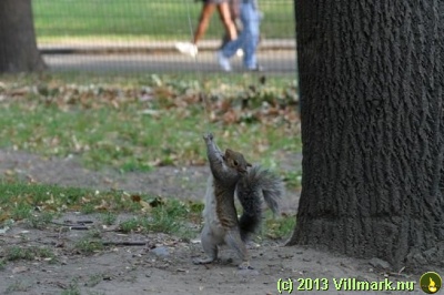 Squirrel playing Tarzan