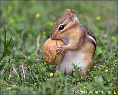Squirrel with a hazel nut
