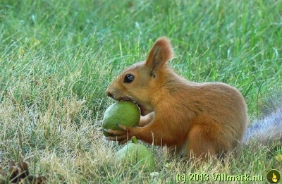 Squirrel eating fruit