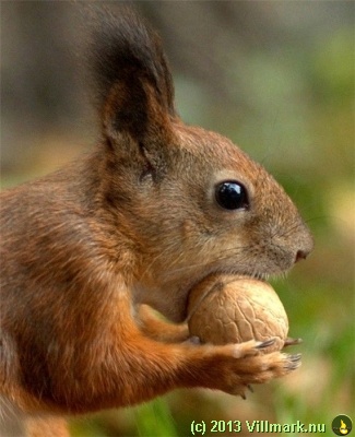 Squirrel with a hazel nut