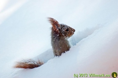 Squirrel scouting in the snow