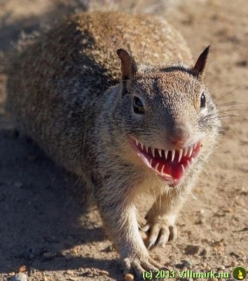 Squirrel with a big grin
