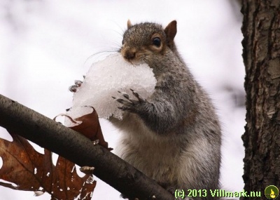 Squirrel eating snow