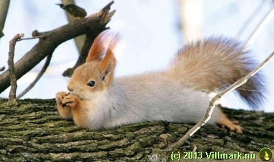 Relaxing squirrel