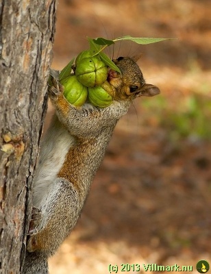 Squirrel with nuts