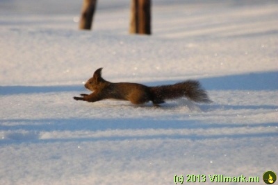 Squirrel running in the snow