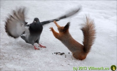 Squirrel and dowe in foodfight