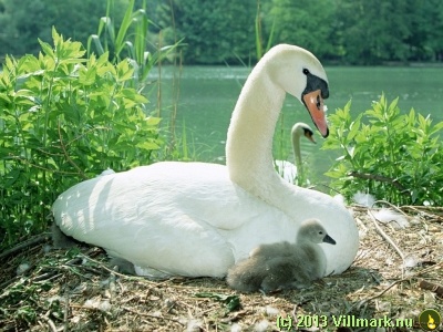 Swan mom and chicks