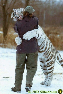 White tiger hug