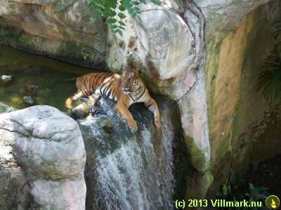 Tiger by a waterfall