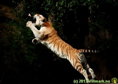 Jumping tiger