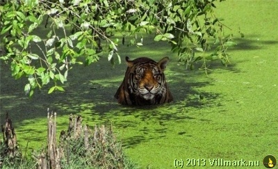 Tiger taking a bath